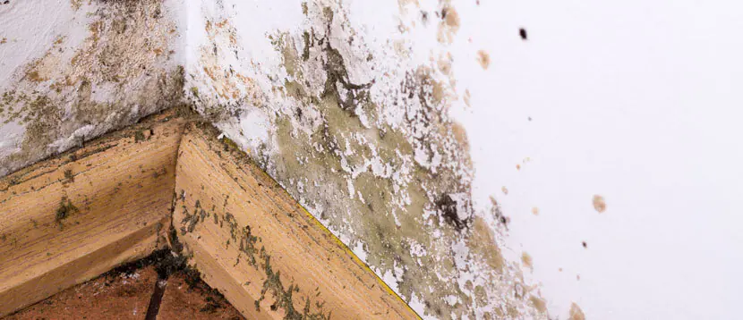 Quel est le bon taux d’humidité dans une maison